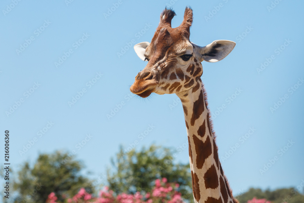 Giraffe head with long neck and furry horns on background of blue sky in exotic safari Giraffe head with long neck and furry horns on background of blue sky in exotic safari