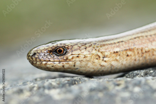 macro portrait of young slow worm