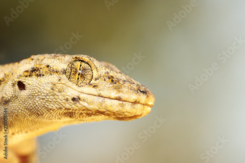Mediodactylus kotschyi portrait photo