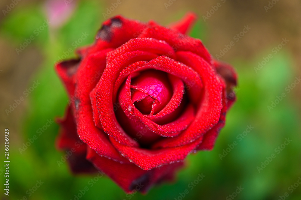 Close up of red rose with dew drop on a bush in a garden Close up of red rose with dew drop on a bush in a garden