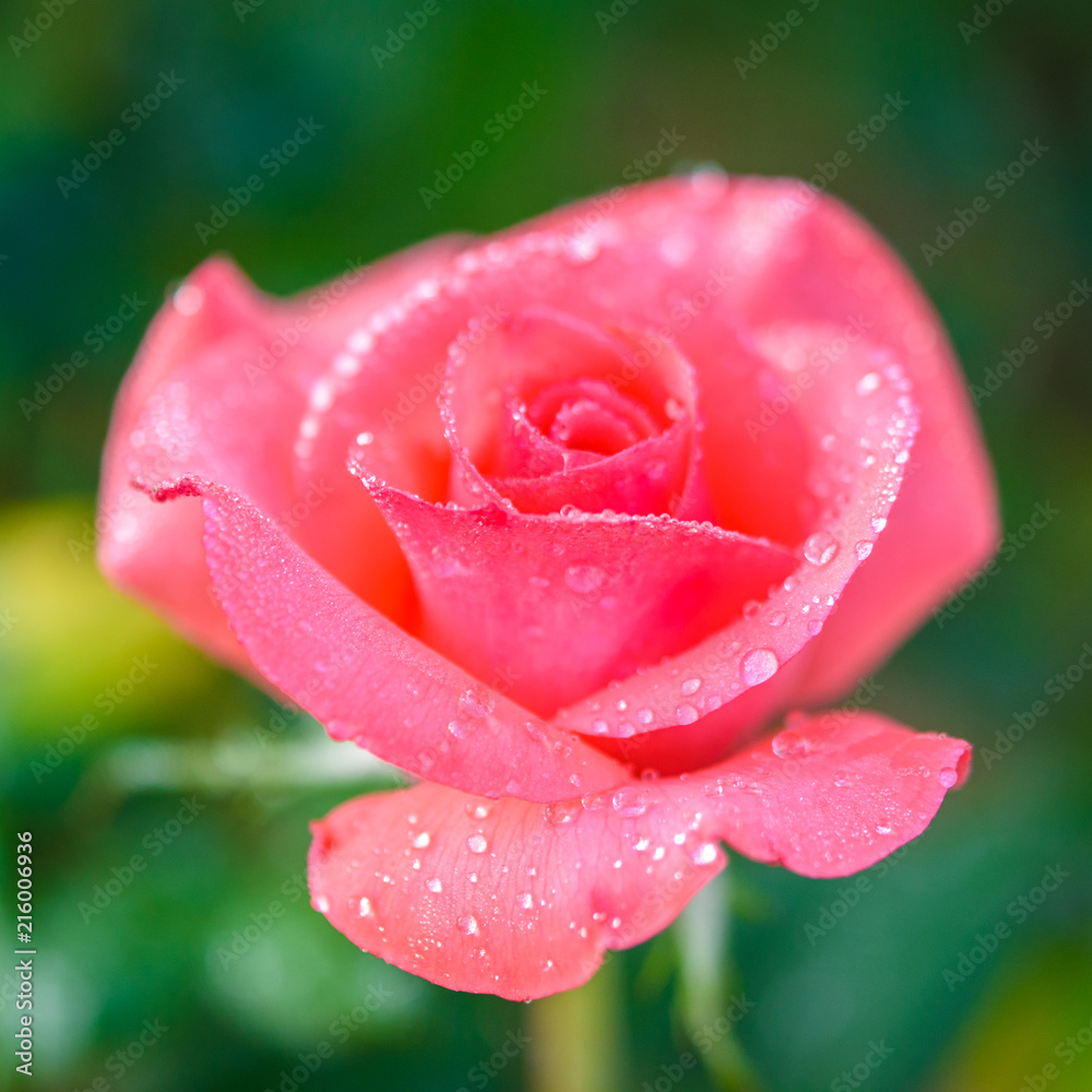 Close up of pink rose with dew drop on a bush in a garden Close up of pink rose with dew drop on a bush in a garden
