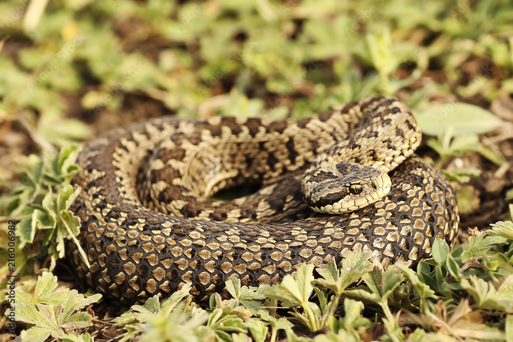rarest european viper, female meadow adder rarest european viper, female meadow adder