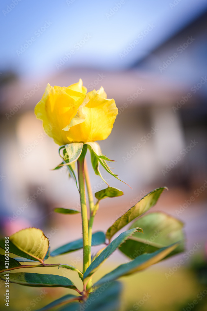 Fototapeta premium Close up of yellow rose on a bush in a garden