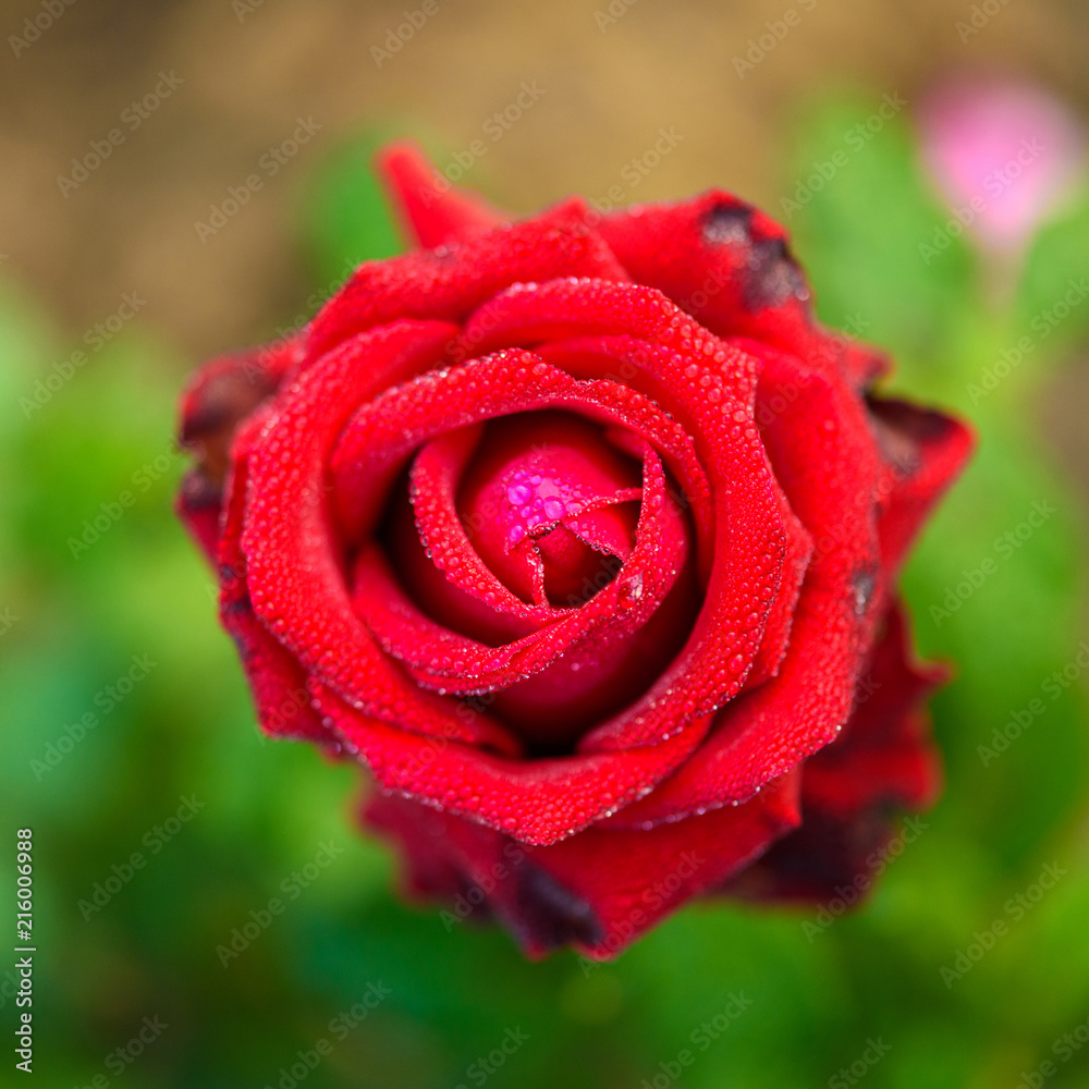Close up of red rose with dew drop on a bush in a garden Close up of red rose with dew drop on a bush in a garden
