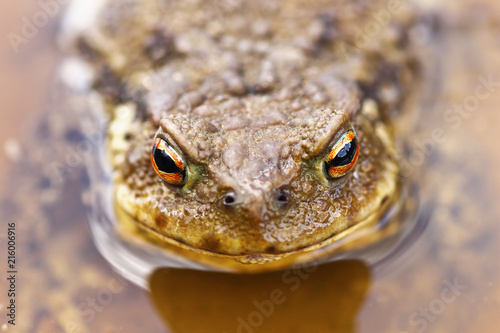 portrait of common brown toad in water