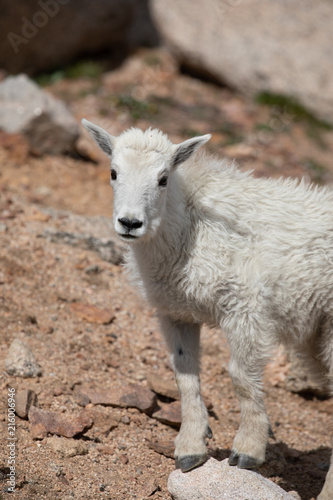 Cute Mountain Goat Kid