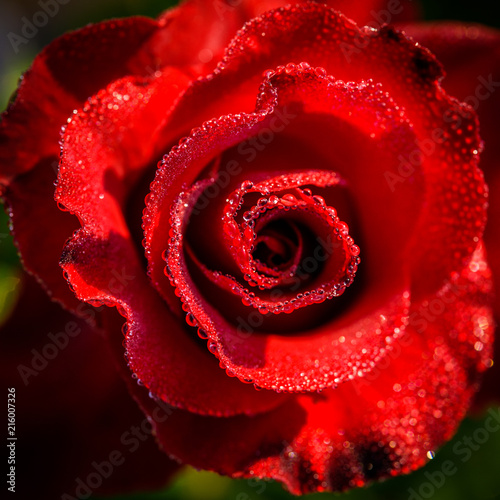 Fototapeta Naklejka Na Ścianę i Meble -  Close up of red rose with dew drop on a bush in a garden
