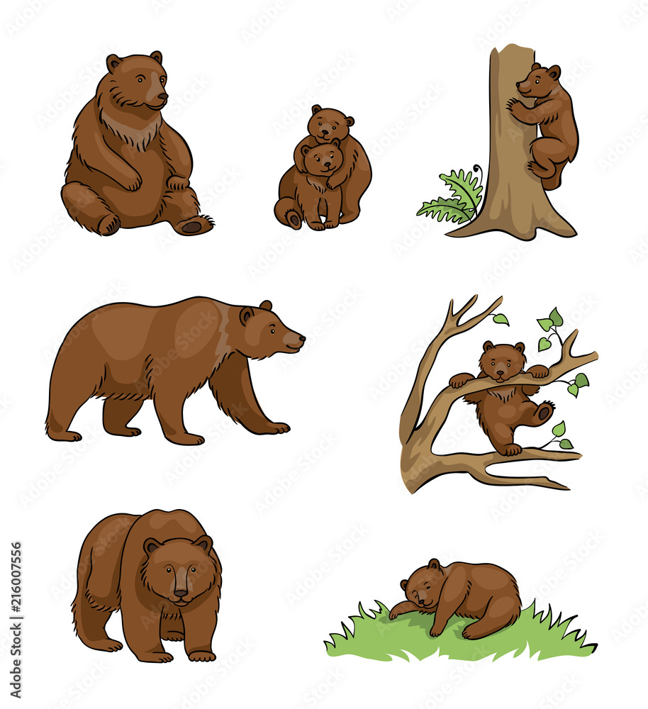 Obraz premium Niedźwiedzie brunatne - ilustracja wektorowa