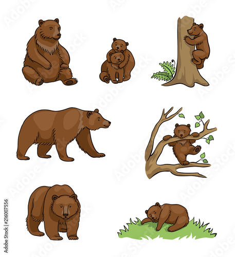 Niedźwiedzie brunatne - ilustracji wektorowych