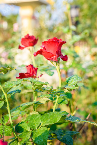 Close up of red rose with dew drop on a bush in a garden