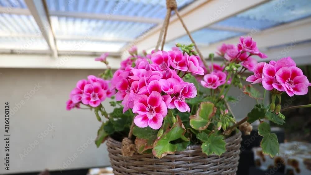 Purple flowers with a calm background of chairs and tables. Purple flowers with a calm background of chairs and tables.