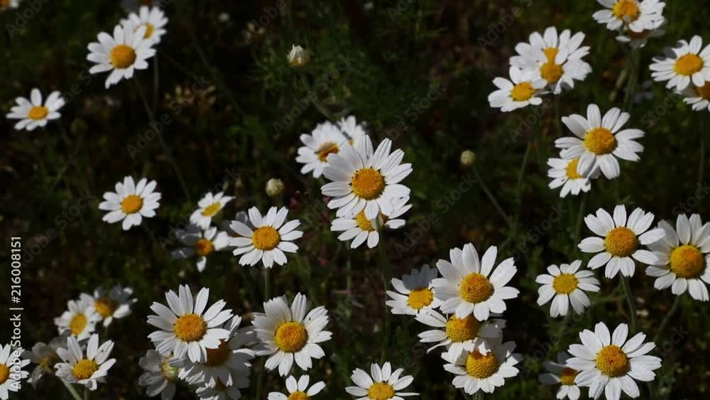 White chamomile daisy flowers in wind close up White chamomile daisy flowers in wind close up