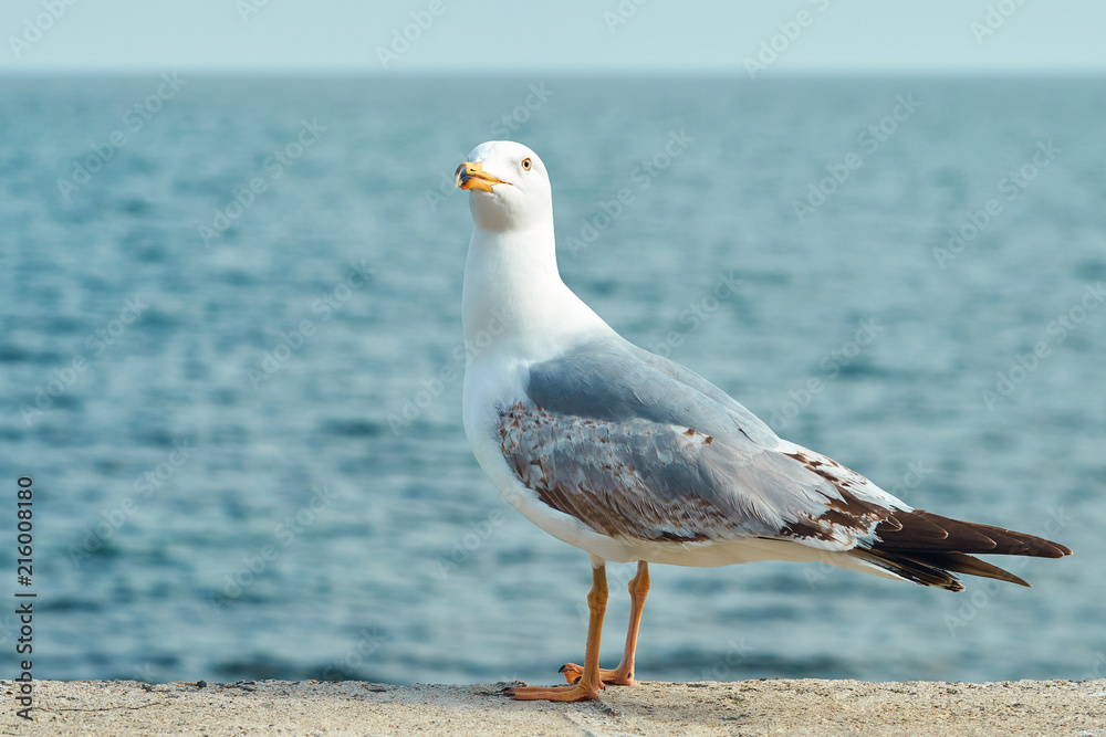 Fototapeta premium The white albatross stands on the sea dock on the background of the blue sea and the blue sky and looks into the distance. Marine city bird looks for food.