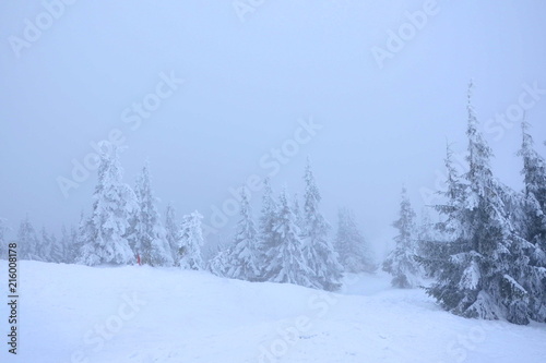 Zimowy widok na zamglone drzewa © Michał Lipa