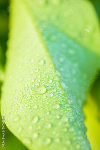 Close up green leaf with water drops. Natural background