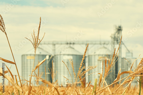 Landscape. Bright nature. Elevator. Large aluminum containers for storing cereals against the blue sky and voluminous clouds. A field of golden ripe wheat. Harvest season