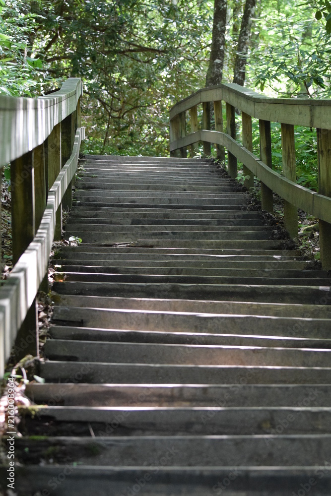 Obraz premium Forest Stairway