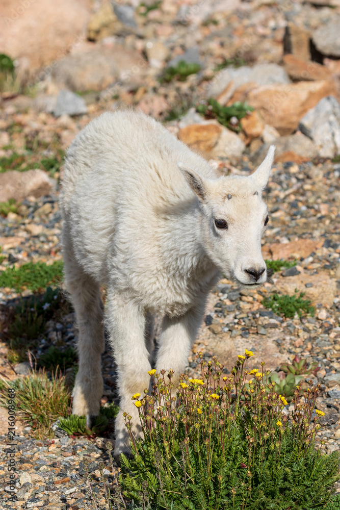 Cute Mountain Goat Kid