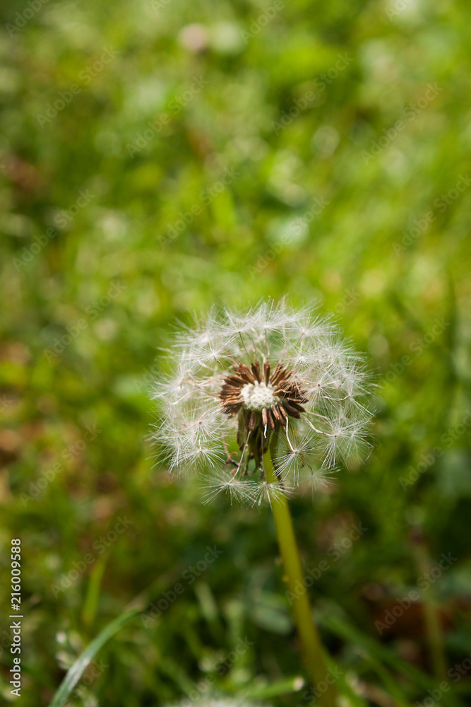 White dandelions