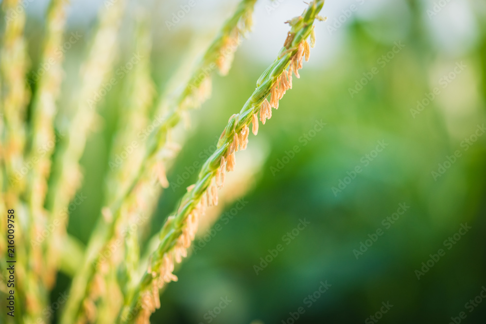 flower of Green corn field flower of Green corn field