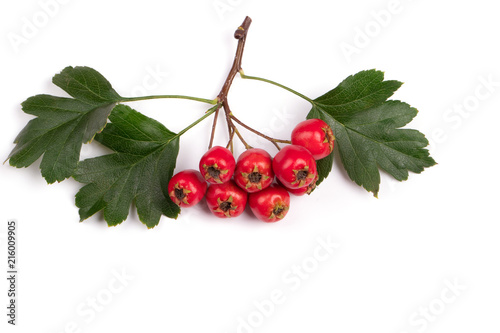 berry red whitethorn on a branch with green leaves