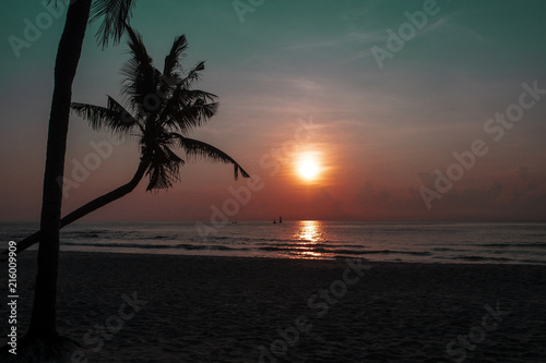 Plam trees silhouetted against the twilight sky in sunset on a beach in Hua Hin  Thailand