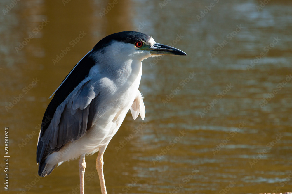 Fototapeta premium The black-crowned night heron (Nycticorax nycticorax) portrait.