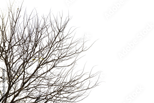 branch of tree  isolated on white