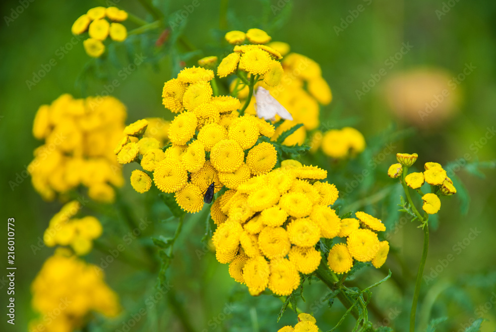 Tansy Tanacetum vulgare, Common Tansy, Bitter Buttons, Cow Bitter, Mugwort, Golden Buttons Tansy Tanacetum vulgare, Common Tansy, Bitter Buttons, Cow Bitter, Mugwort, Golden Buttons
