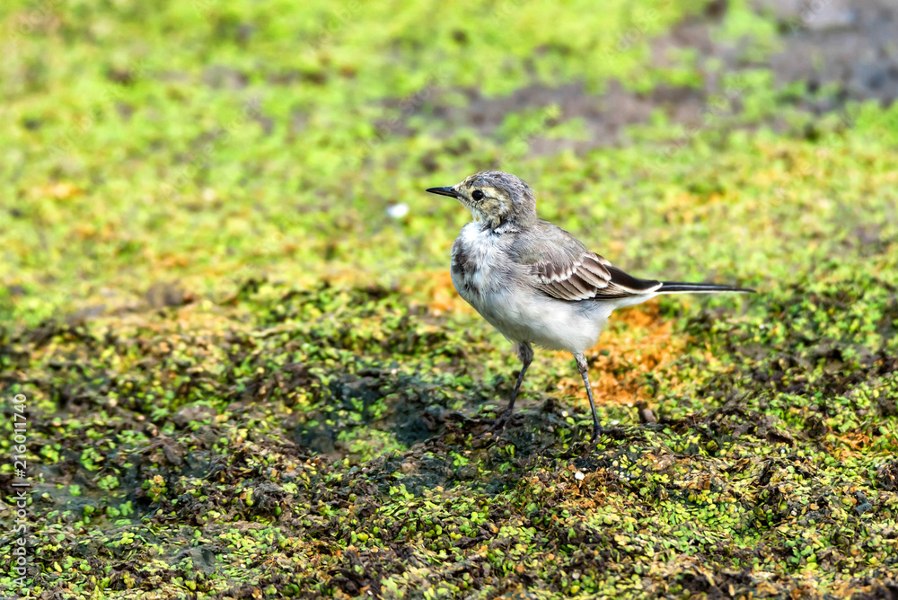 Juvenile white wagtail or Motacilla alba Juvenile white wagtail or Motacilla alba