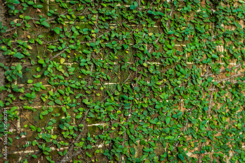 climbing plants on the wall background. climbing plants on the wall background.