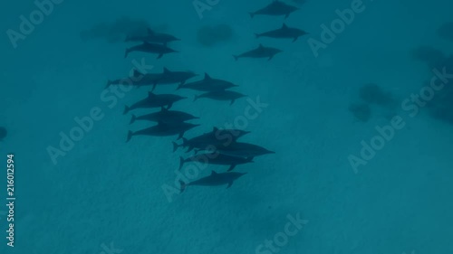 A pod of Spinner Dolphins swims over the sandy bottom (High-angle shot, Underwater shot, 4K / 60fps)
 photo