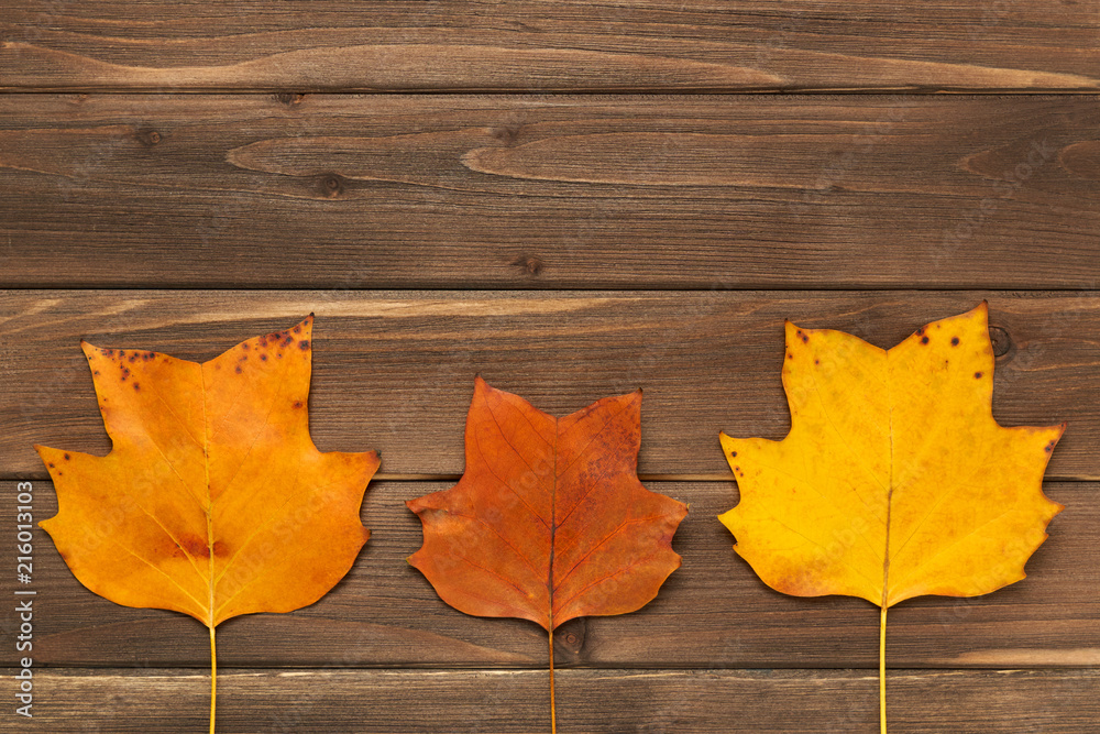 Obraz premium Autumn frame for your idea and text. Autumn fallen dry leaves of yellow, red, orange, lined in the middle of the frame on an old wooden board of brown color. The pattern of autumn. View from above