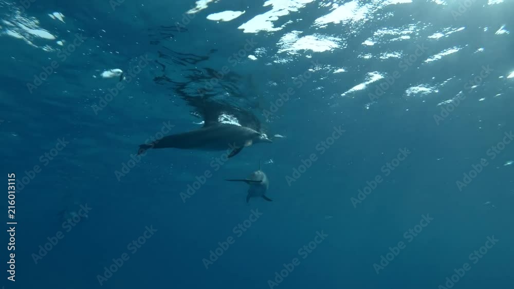 Group of dolphins playing in the blue water in mating season (Spinner Dolphin, Stenella longirostris) Close-up, Underwater shot, 4K / 60fps
Group of dolphins playing in the blue water in mating season (Spinner Dolphin, Stenella longirostris) Close-up, Underwater shot, 4K / 60fps
