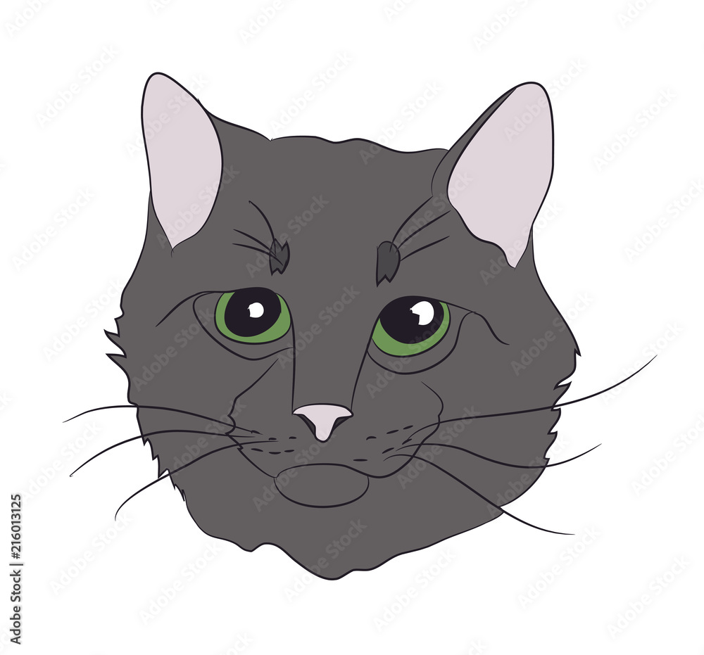 cat portrait, vector cat portrait, vector