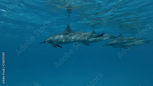 Group of pregnant Dolphins swim under surface of the blue water (Spinner Dolphin, Stenella longirostris) Close-up, Underwater shot, 4K / 60fps
 photo