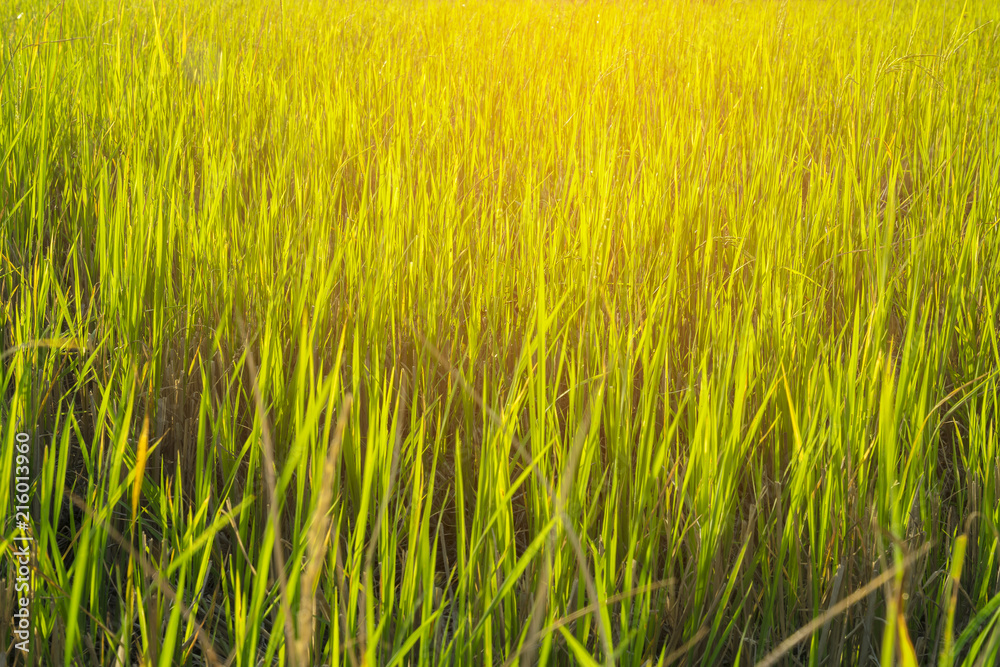 Green fields,Rice field in Thailand