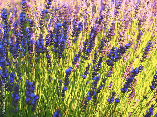 Fototapeta Naklejka Na Ścianę i Meble -  Lavender field in sunlight,Spain. Beautiful image of lavender field.Lavender flower field, image for natural background.Very nice view of the lavender fields.
