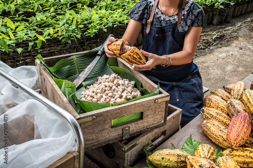 Cocoa Beans and Cocoa Fruits.