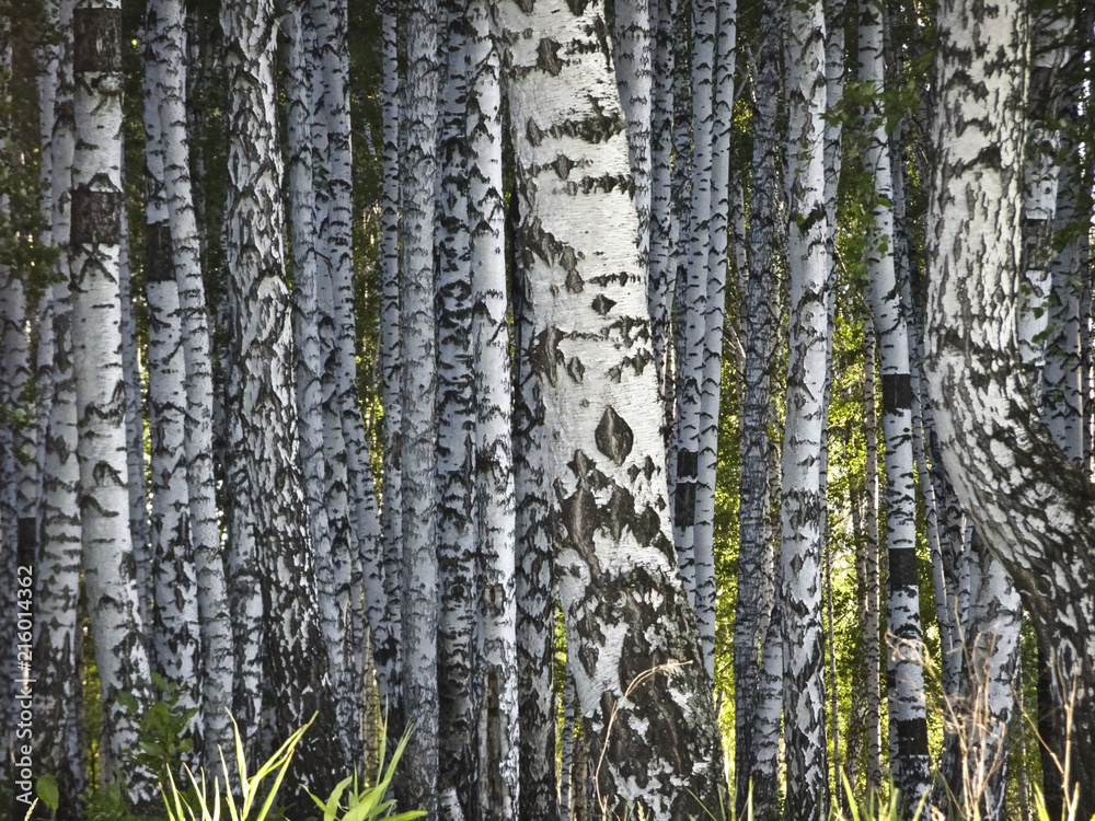Texture - birch trunks closely growing in the forest