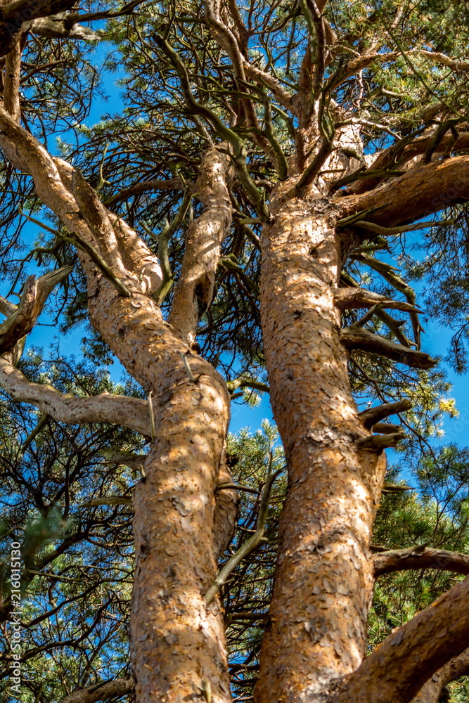Fototapeta premium Looking Up a Sunlit Scots Pine Tree