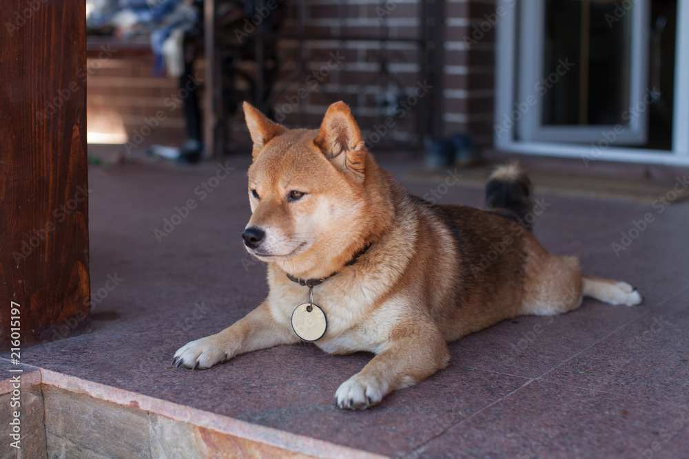 Japanese dog lies on floor near door of her house. Shiba-inu guards her house.