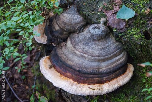 Unedged mushrooms growing on a tree trunk