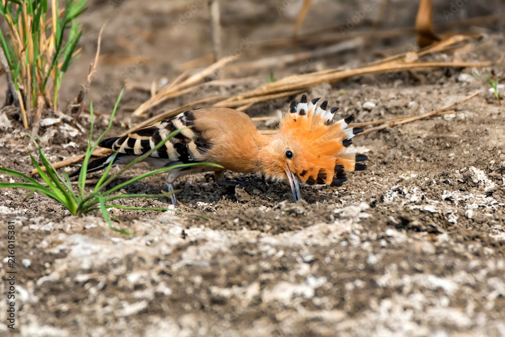 Fototapeta premium Common hoopoe or Upupa epops in steppe close