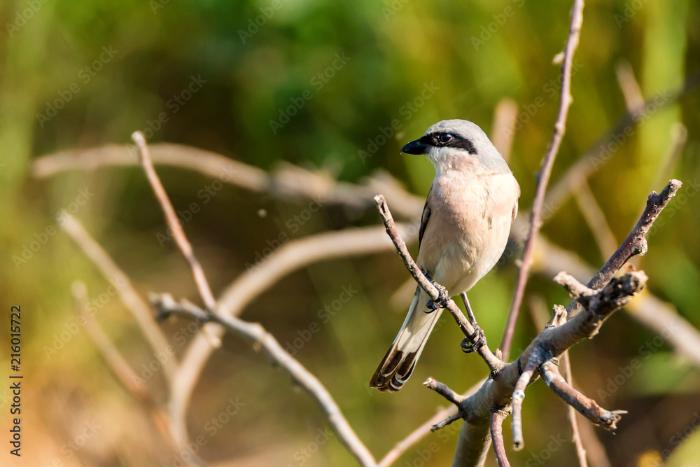 Lesser grey shrike or Lanius minor rests on branch Lesser grey shrike or Lanius minor rests on branch