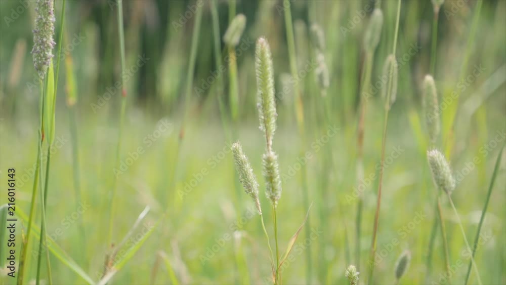 walking through the grass background slow motion 156 fps walking through the grass background slow motion 156 fps