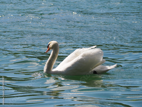 Fototapeta Naklejka Na Ścianę i Meble -  White swimming swan on a lake