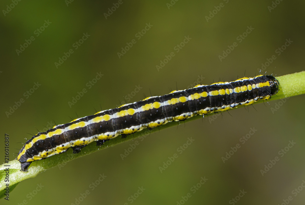 Long striped caterpillar with a beautiful pattern on its sides