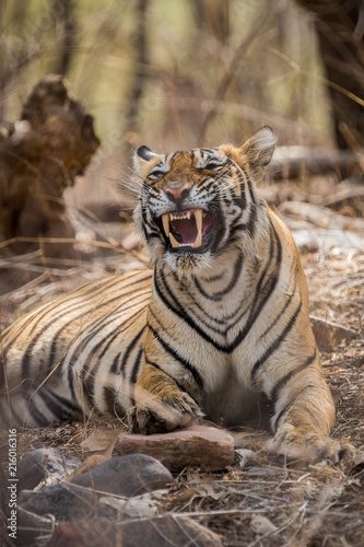 A lazy morning, a tigress and yawn at Ranthambore National Park
