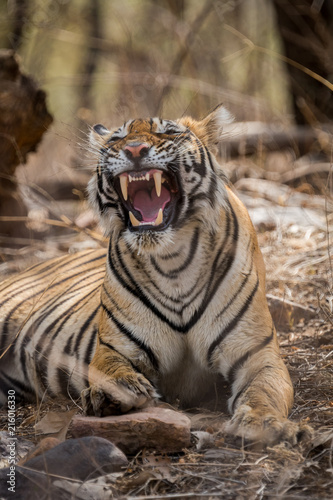 Fototapeta Naklejka Na Ścianę i Meble -  A lazy morning, a tigress and yawn at Ranthambore National Park